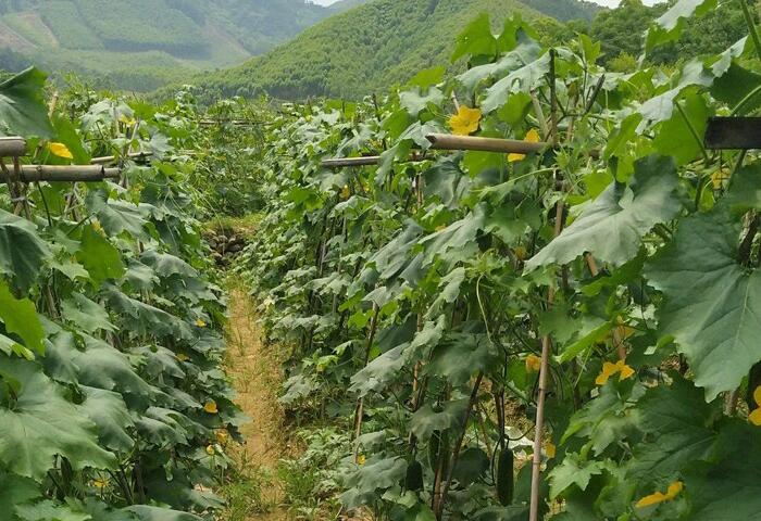 节瓜种植基地