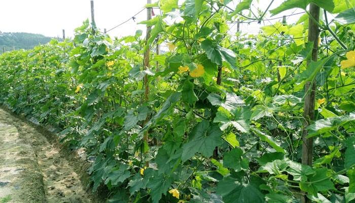 节瓜种植基地